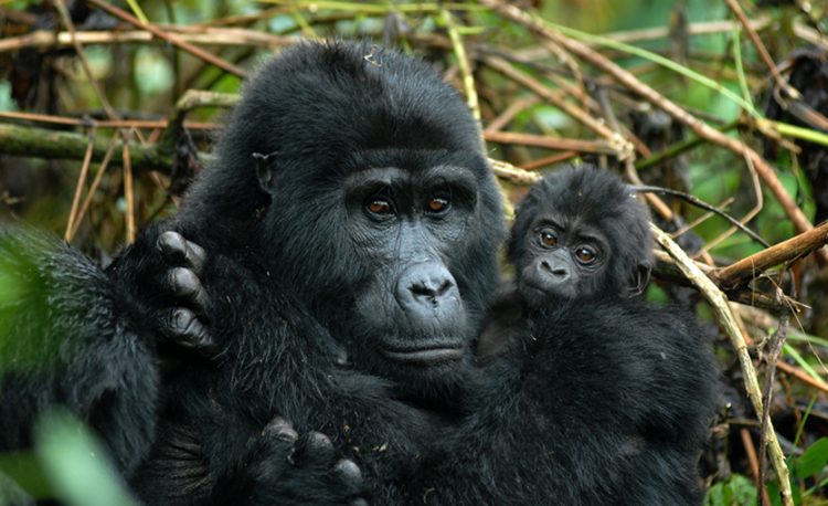 3-days-gorilla-bwindi