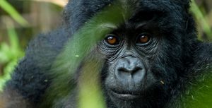 4 Days Gorilla Tracking in Bwindi.
