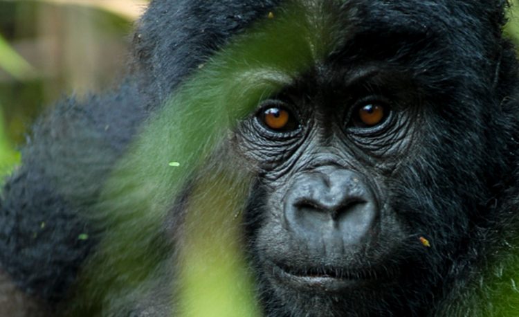 4 Days Gorilla Tracking in Bwindi.