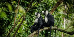8 Days Primates of Rwanda