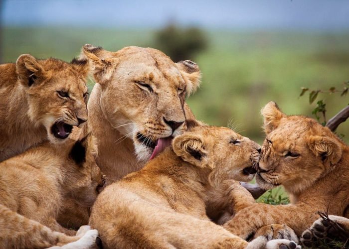 TrueVine Safari's Big Cats